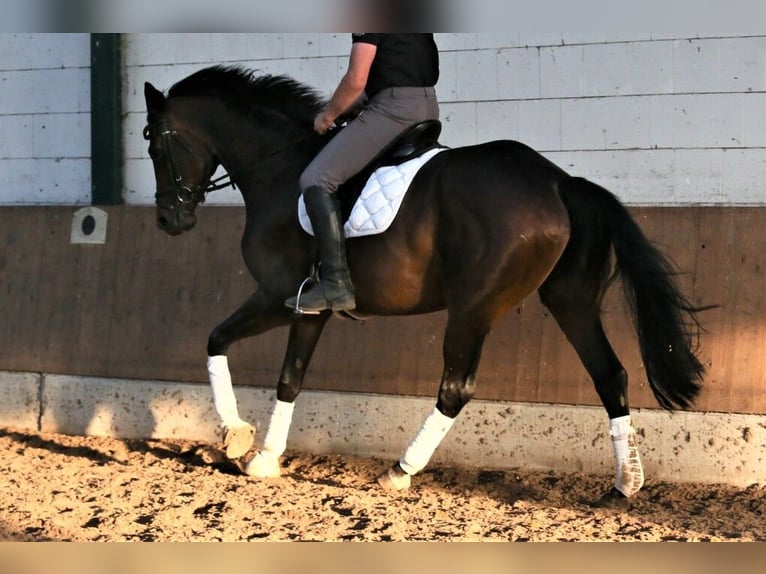 Oldenburg Mare 5 years 16,2 hh Bay-Dark in Visbek