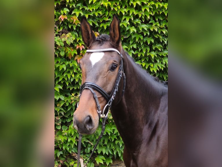 Oldenburg Mare 5 years 16,2 hh Bay-Dark in Sprockhövel