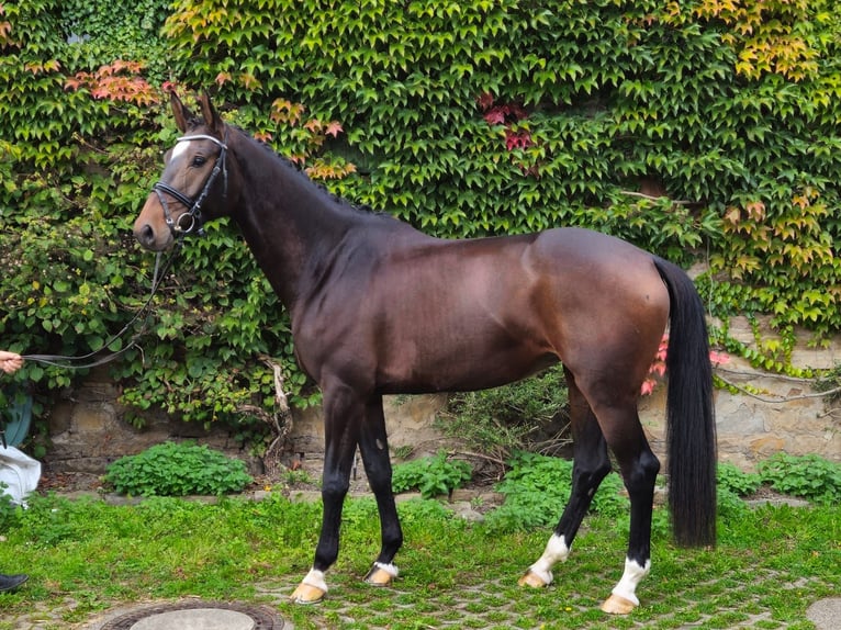 Oldenburg Mare 5 years 16,2 hh Bay-Dark in Sprockhövel