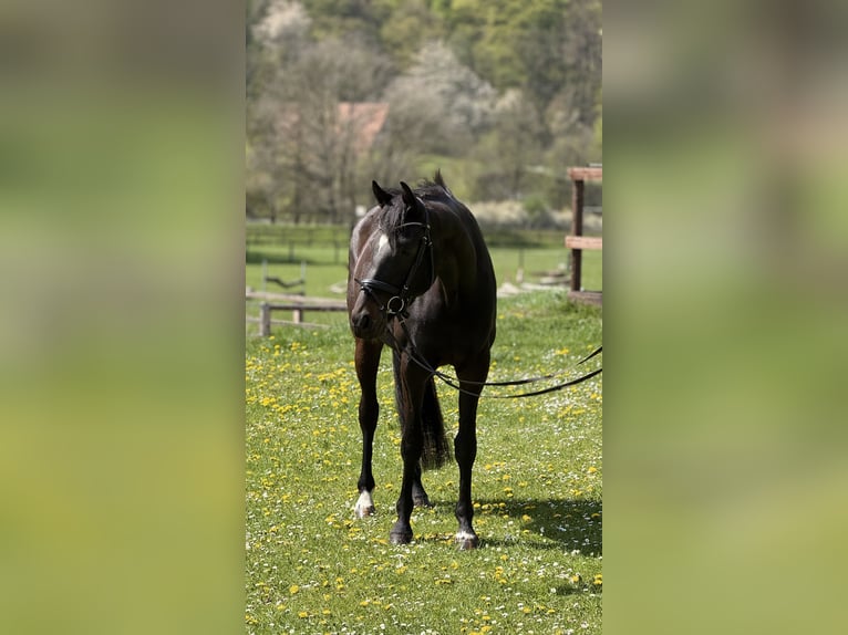 Oldenburg Mare 5 years 16.2 hh Bay-Dark in Schenklengsfeld