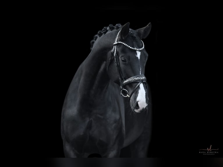 Oldenburg Mare 5 years 16,2 hh Black in Wehringen