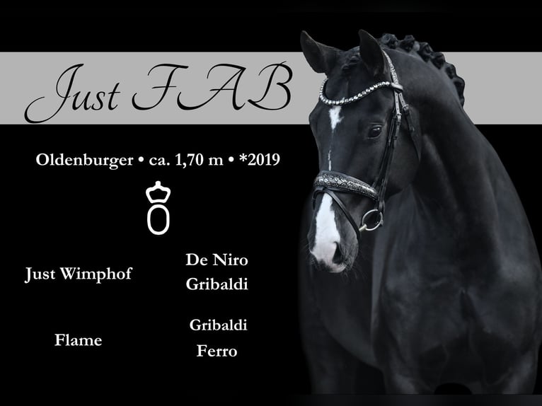 Oldenburg Mare 5 years 16,2 hh Black in Wehringen