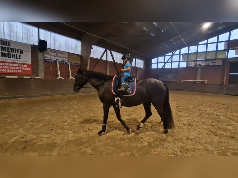 Oldenburg Mare 5 years 16,2 hh Black in Lübbecke