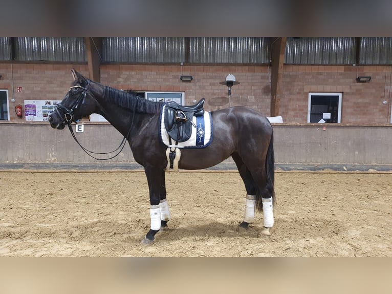 Oldenburg Mare 5 years 16,2 hh Black in Lübbecke