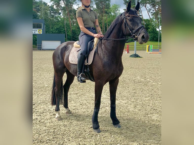 Oldenburg Mare 5 years 16,2 hh Black in Wardenburg