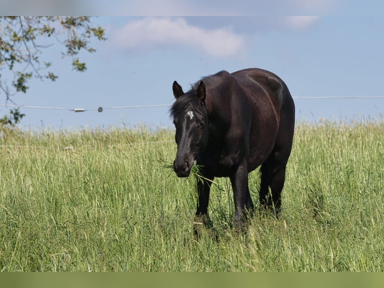 Oldenburg Mare 5 years 16.2 hh Black in Schwaigern