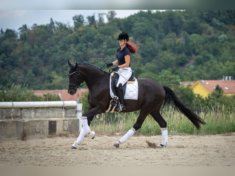 Oldenburg Mare 5 years 16,2 hh Black in Brünn