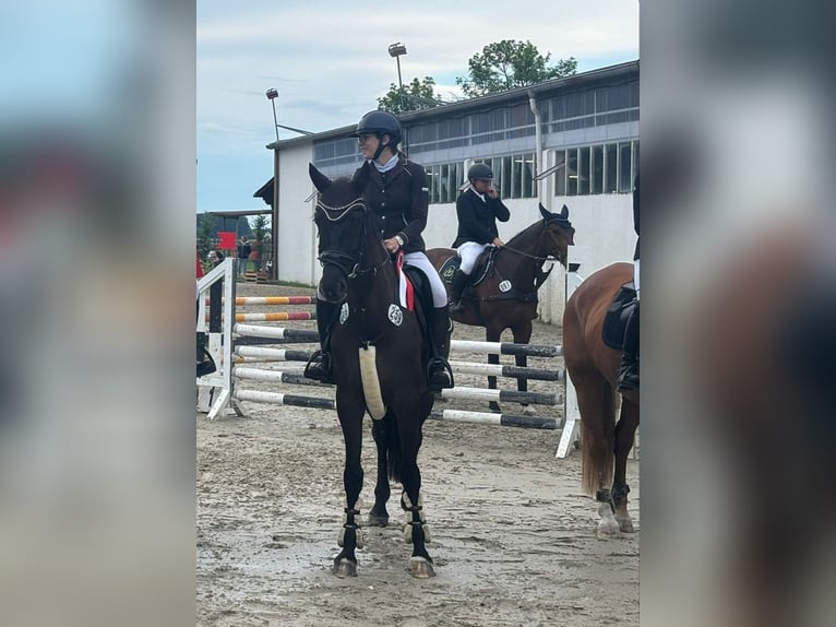 Oldenburg Mare 5 years 16,2 hh Black in Hüllhorst