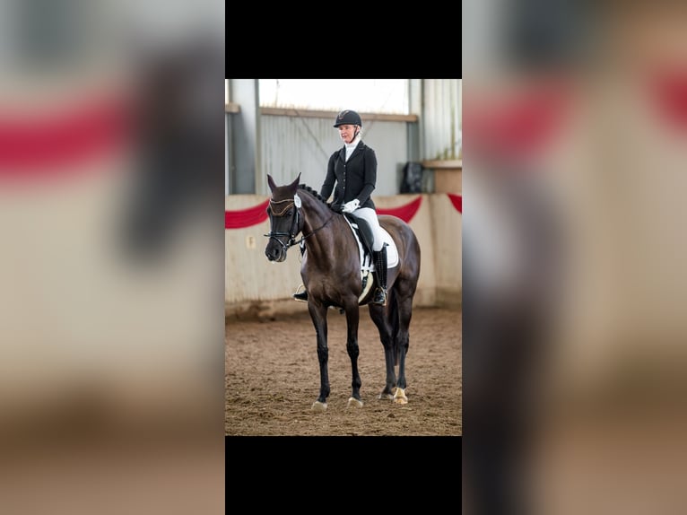 Oldenburg Mare 5 years 16,2 hh Black in Hüllhorst