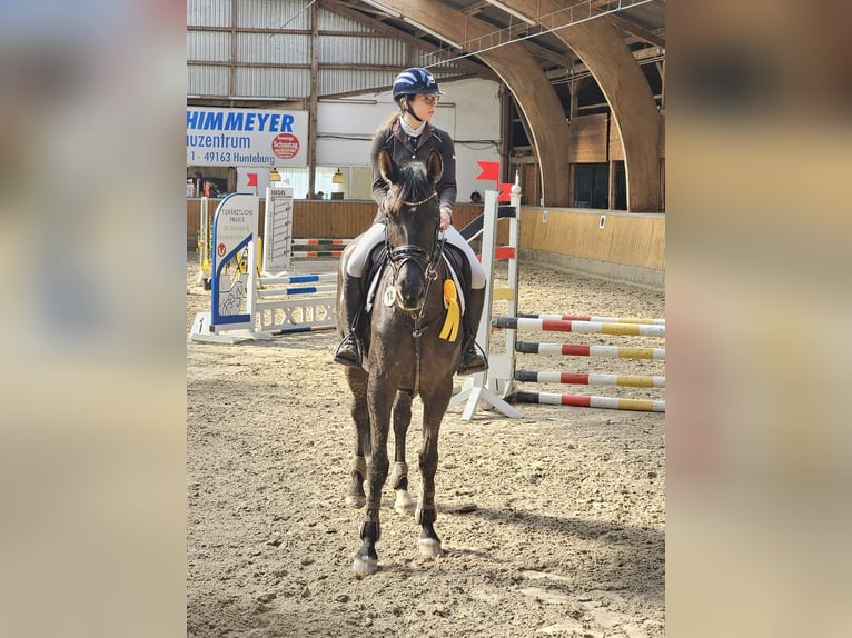 Oldenburg Mare 5 years 16,2 hh Black in Hüllhorst