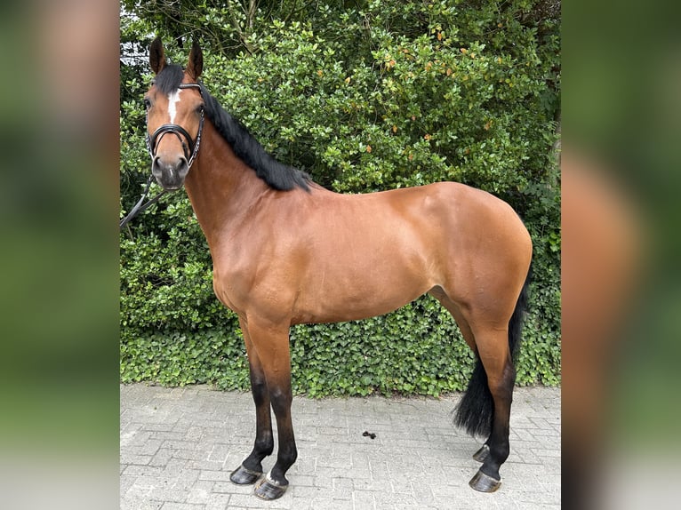 Oldenburg Mare 5 years 16,2 hh Brown in Vechta