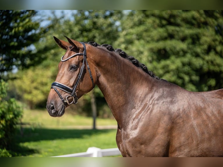 Oldenburg Mare 5 years 16,2 hh Brown in Dorsten