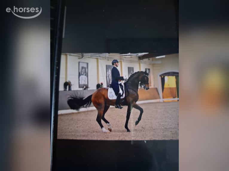 Oldenburg Mare 5 years 16.2 hh Brown in Barnstorf-Eydelstedt