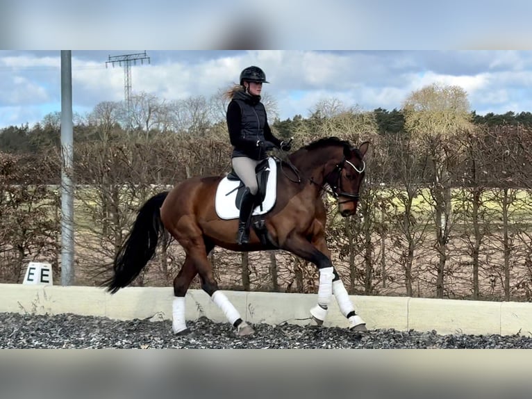 Oldenburg Mare 5 years 16.2 hh Brown in Schünow/ Zossen
