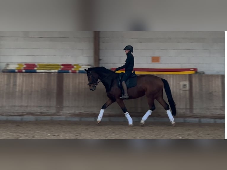 Oldenburg Mare 5 years 16,2 hh Brown in Eppelheim