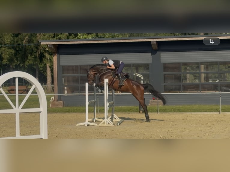 Oldenburg Mare 5 years 16.2 hh Brown in Issum