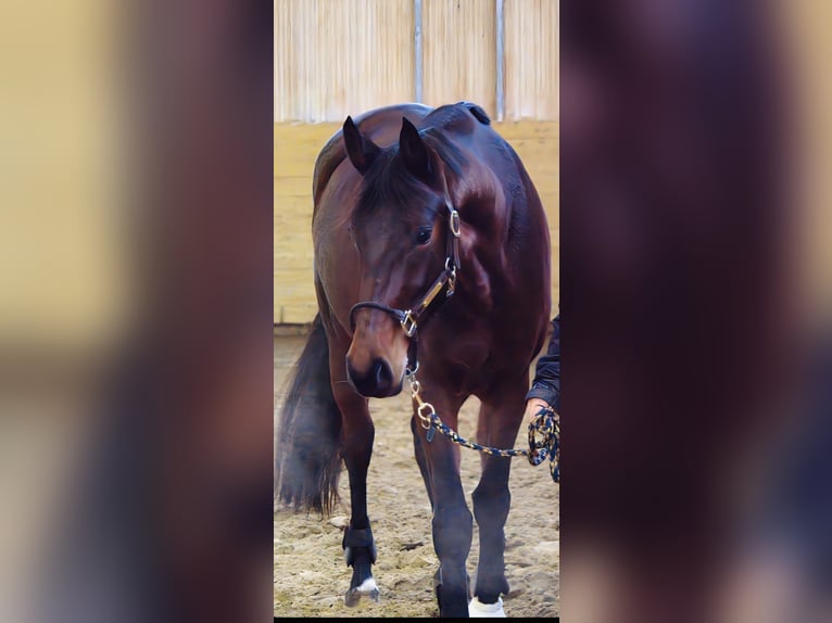 Oldenburg Mare 5 years 16.2 hh Brown in Issum