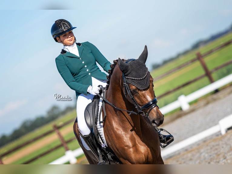 Oldenburg Mare 5 years 16,2 hh Chestnut in Biddinghuizen