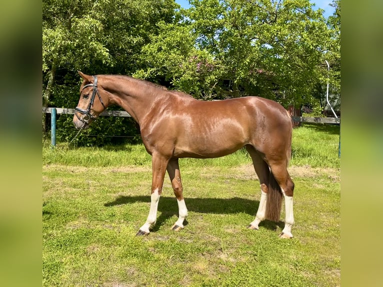 Oldenburg Mare 5 years 16.2 hh Chestnut in Nordhorn