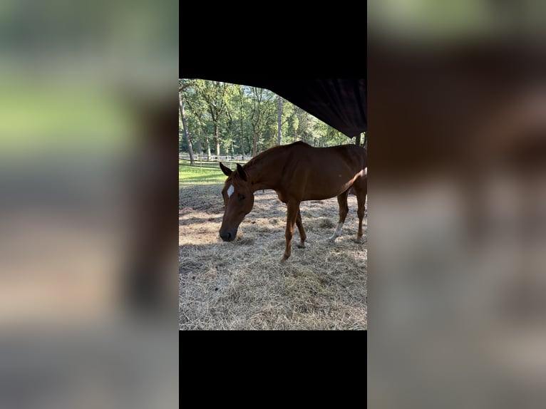 Oldenburg Mare 5 years 16.2 hh Chestnut in Uelsen