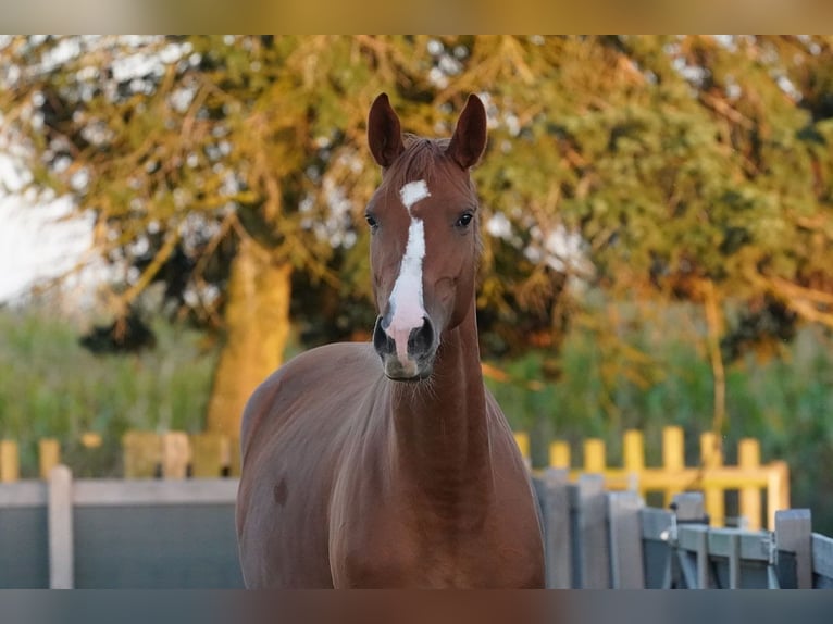 Oldenburg Mare 5 years 16.2 hh Chestnut-Red in Stade