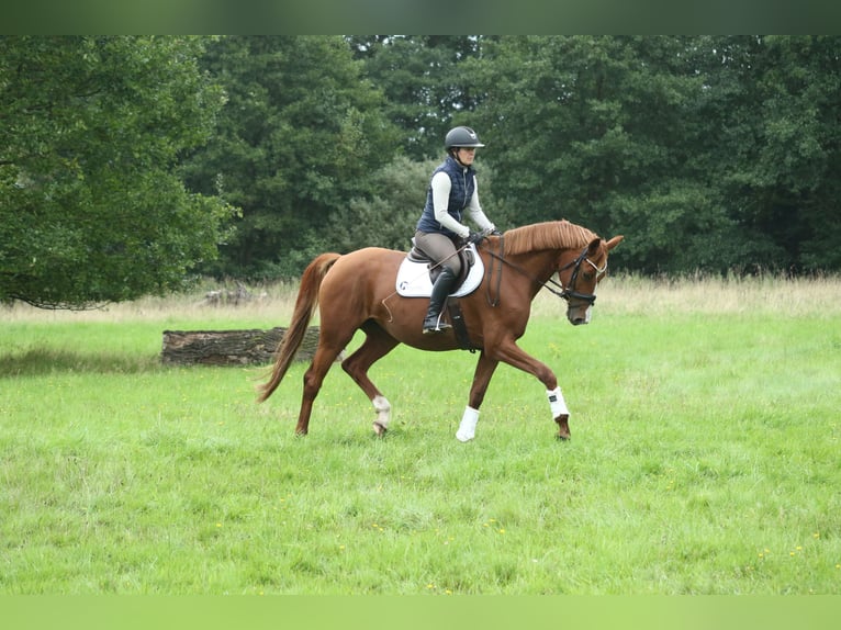 Oldenburg Mare 5 years 16.2 hh Chestnut-Red in Stade