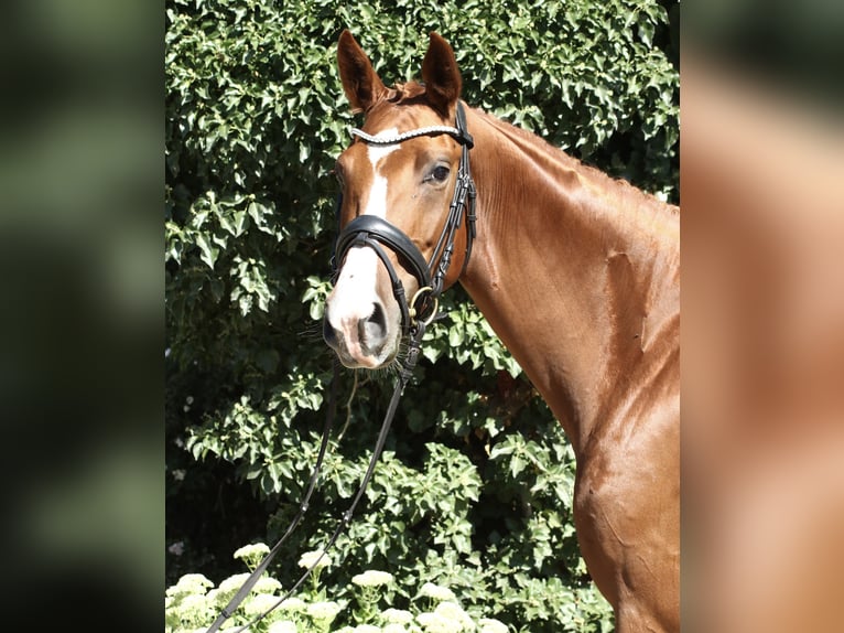 Oldenburg Mare 5 years 16.2 hh Chestnut-Red in Stade