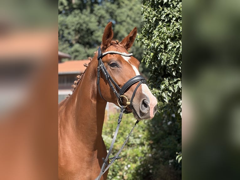 Oldenburg Mare 5 years 16.2 hh Chestnut-Red in Stade