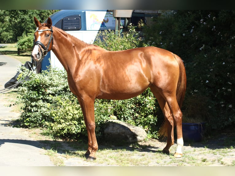 Oldenburg Mare 5 years 16.2 hh Chestnut-Red in Stade