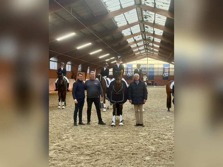 Oldenburg Mare 5 years 16.2 hh  in Burgwedel