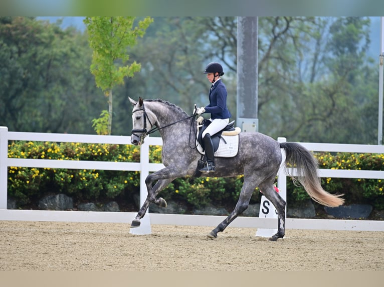 Oldenburg Mare 5 years 16,2 hh Gray-Dapple in Graz,11.Bez.:Mariatrost