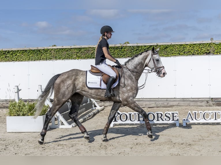 Oldenburg Mare 5 years 16.2 hh Grey in Waddinxveen