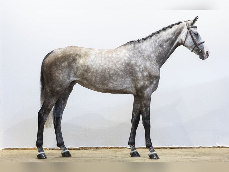 Oldenburg Mare 5 years 16.2 hh Grey in Waddinxveen