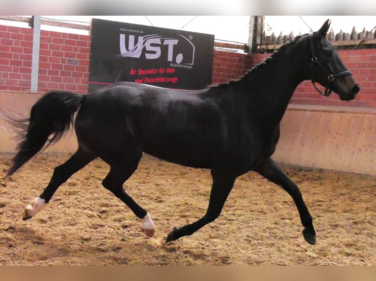 Oldenburg Mare 5 years 16.2 hh Smoky-Black in Dorsten