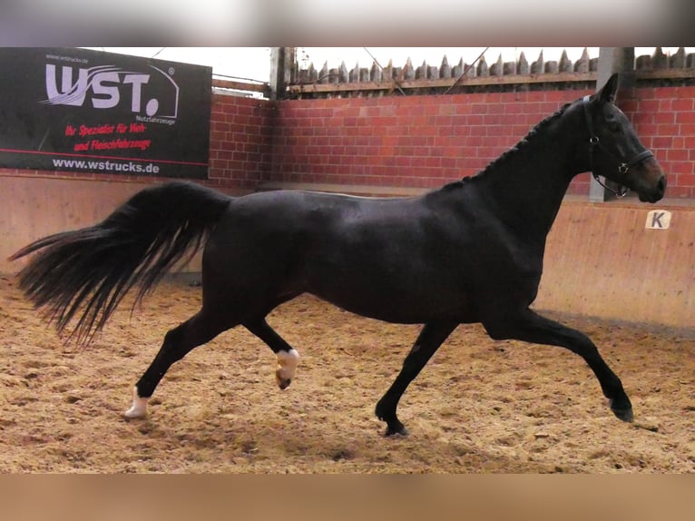 Oldenburg Mare 5 years 16.2 hh Smoky-Black in Dorsten