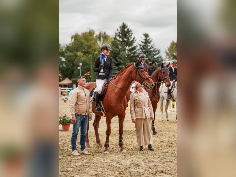 Oldenburg Mare 5 years 16,3 hh Bay-Dark in Motešice