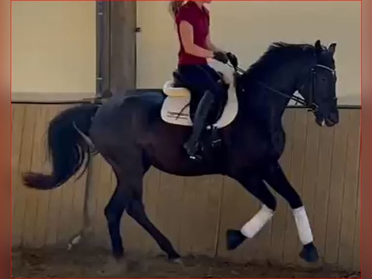 Oldenburg Mare 5 years 16,3 hh Black in Kirchdorf