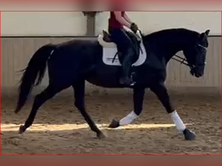 Oldenburg Mare 5 years 16,3 hh Black in Kirchdorf