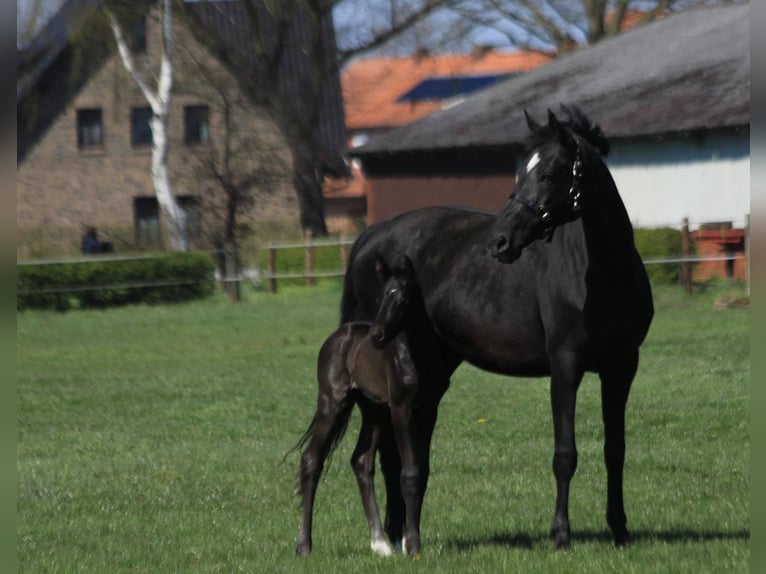 Oldenburg Mare 5 years 16,3 hh Black in Vechta