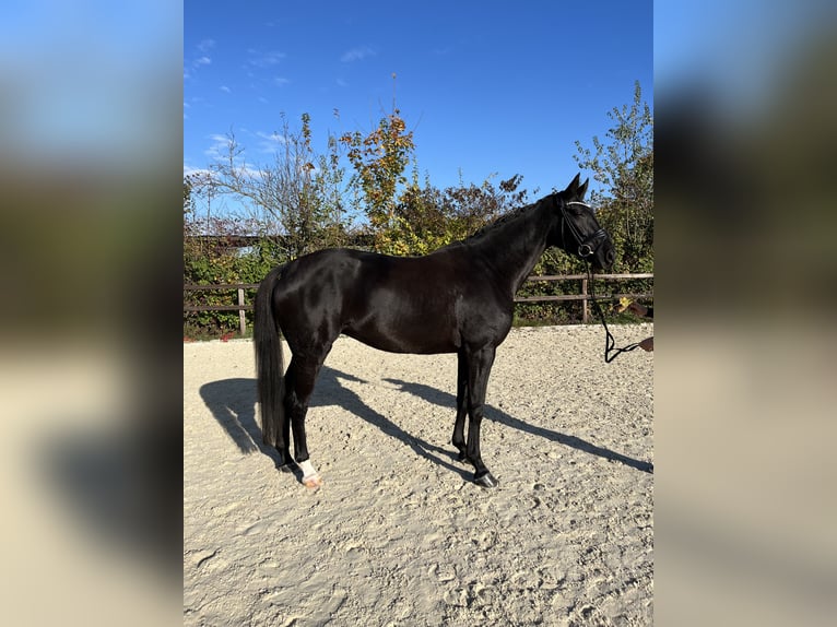 Oldenburg Mare 5 years 16,3 hh Black in Griesheim