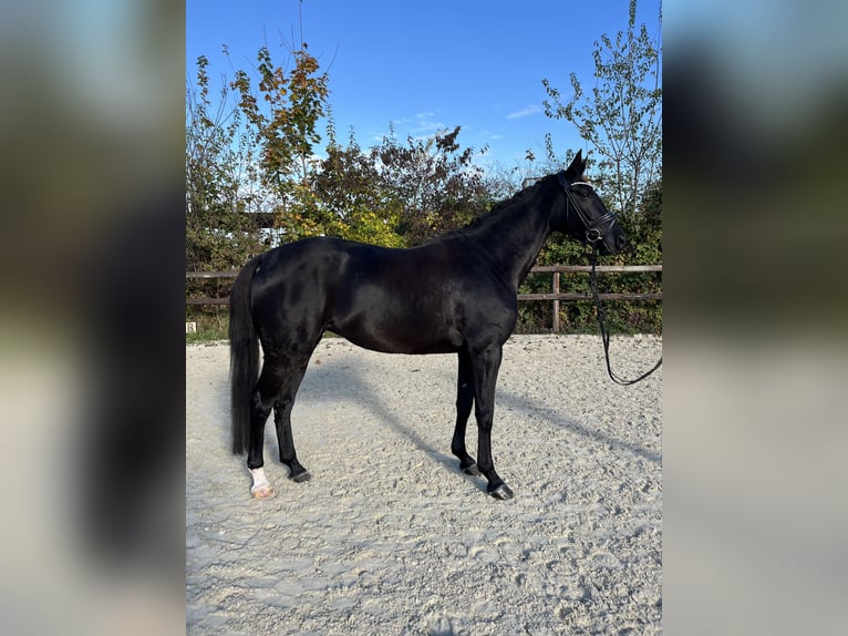 Oldenburg Mare 5 years 16,3 hh Black in Griesheim