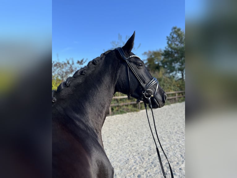 Oldenburg Mare 5 years 16,3 hh Black in Griesheim