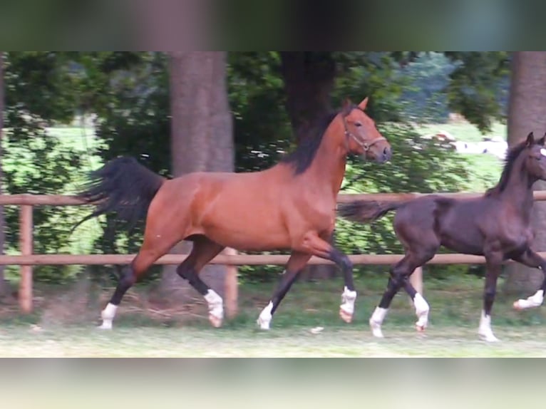 Oldenburg Mare 5 years 16.3 hh Brown in Cloppenburg