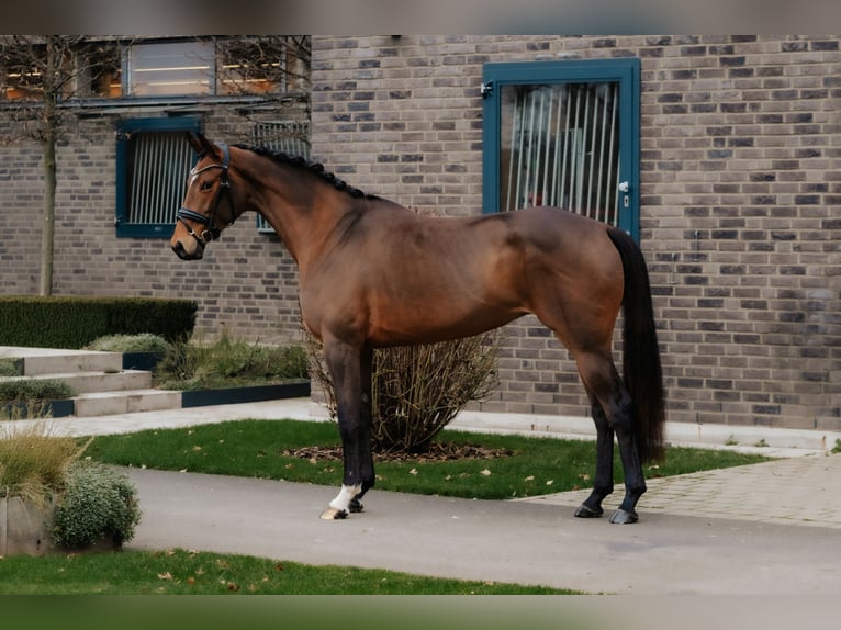 Oldenburg Mare 5 years 16,3 hh Brown in Dreieich