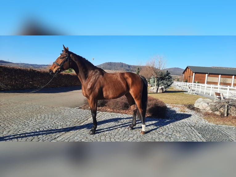 Oldenburg Mare 5 years 16,3 hh Brown in Heinersreuth