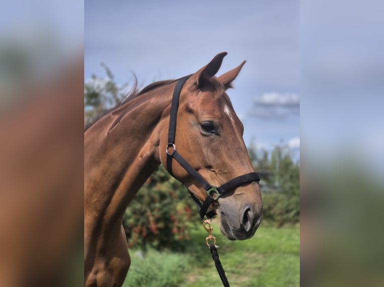 Oldenburg, Mare, 5 years, 16.3 hh, Chestnut