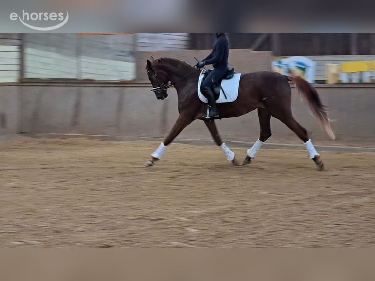 Oldenburg Mare 5 years 16.3 hh Chestnut-Red in Wülfrath