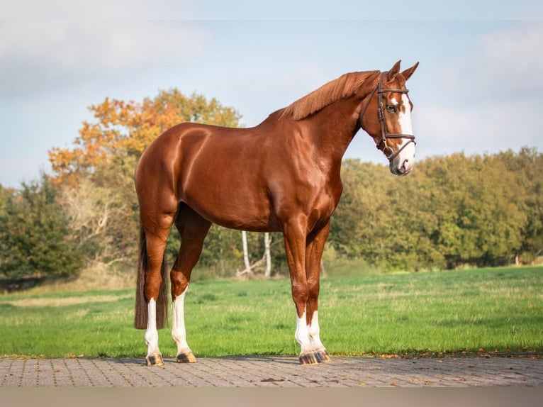 Oldenburg Mare 5 years 16,3 hh Chestnut-Red in Bladel