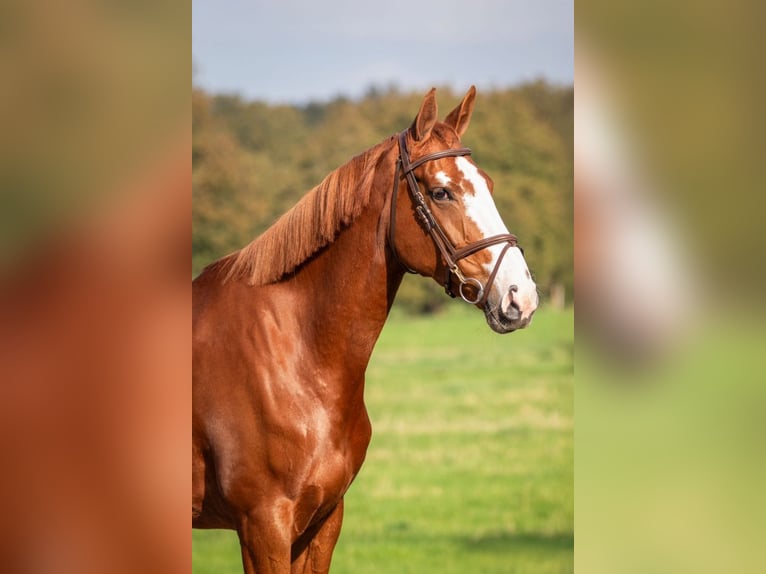 Oldenburg Mare 5 years 16,3 hh Chestnut-Red in Bladel