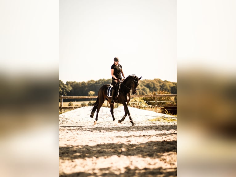 Oldenburg Mare 5 years 16,3 hh Smoky-Black in Rodeberg